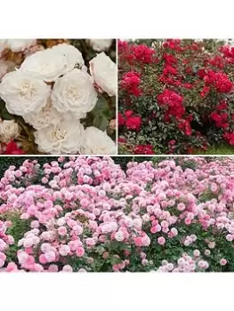 Image of Groundcover Roses - Classic Collection 3X9 Cm