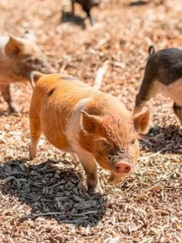 Image of Virgin Experience Days Piggy Pet and Play for Two at Kew Little Pigs in Amersham, Buckinghamshire, One Colour, Women