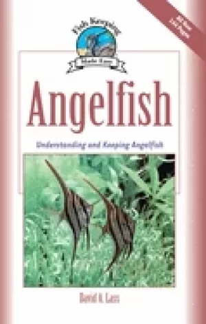 Image of angelfish understanding and keeping angelfish