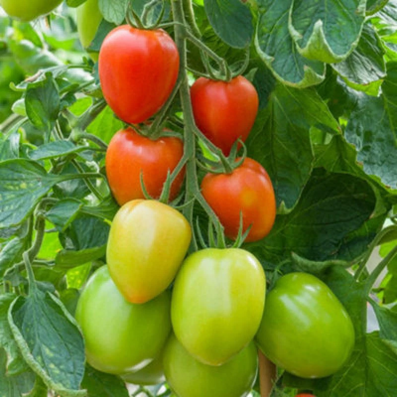 Image of Thompson & Morgan Tomato Sahel F1 - Heavy Cropping Roma Disease Resistant Greenhouse Salad & Sauce - 1 Packet Seeds