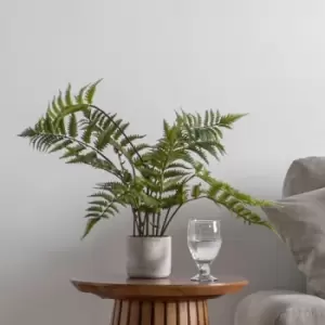 Image of Crossland Grove Potted Fern In Cement Pot H710Mm