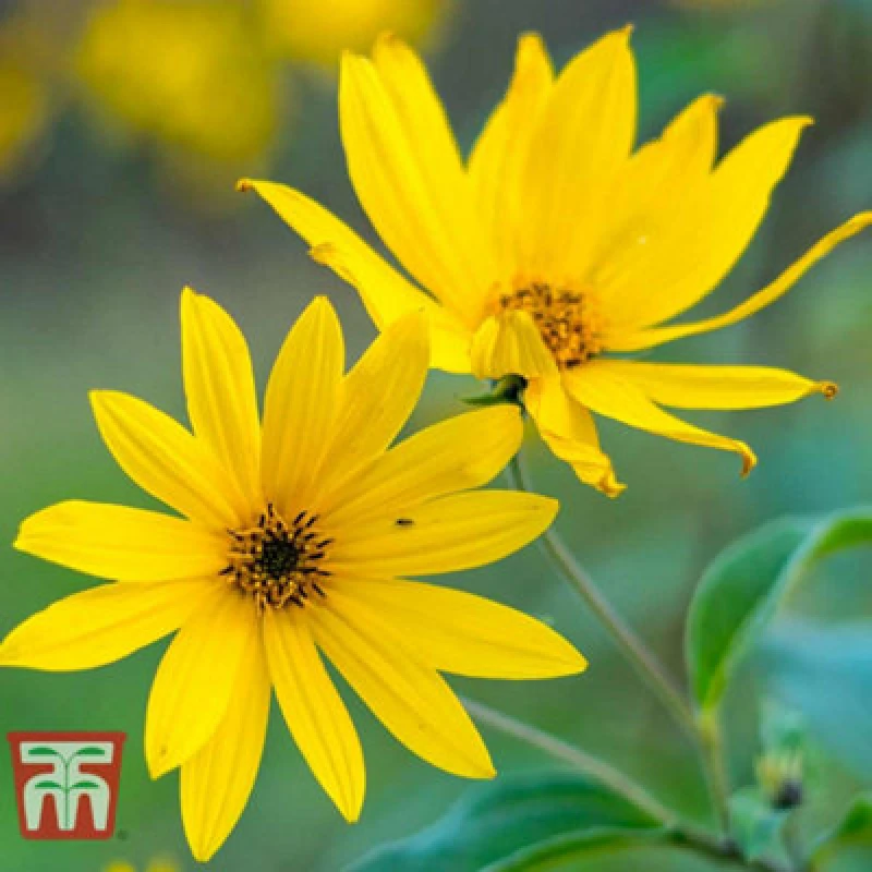 Image of Thompson & Morgan Sunflower Maximiliani 1 Seed Packet (40 Seeds)