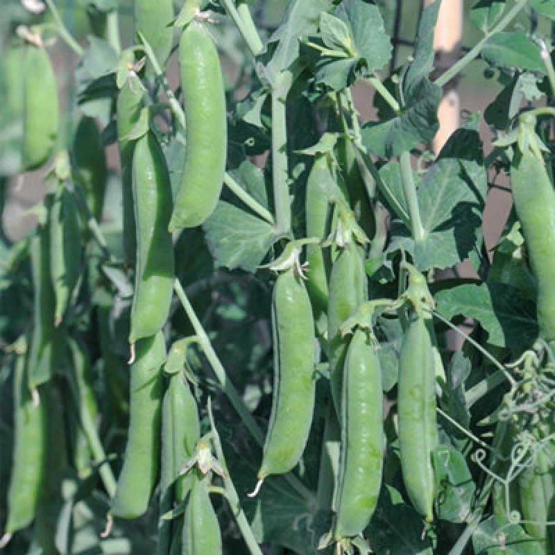 Image of THOMPSON & MORGAN Pea Terrain 1 Seed Packet 61887