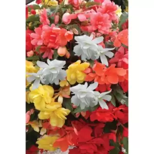 Image of Pack of 12 Begonia Super Cascade Mix Plugs