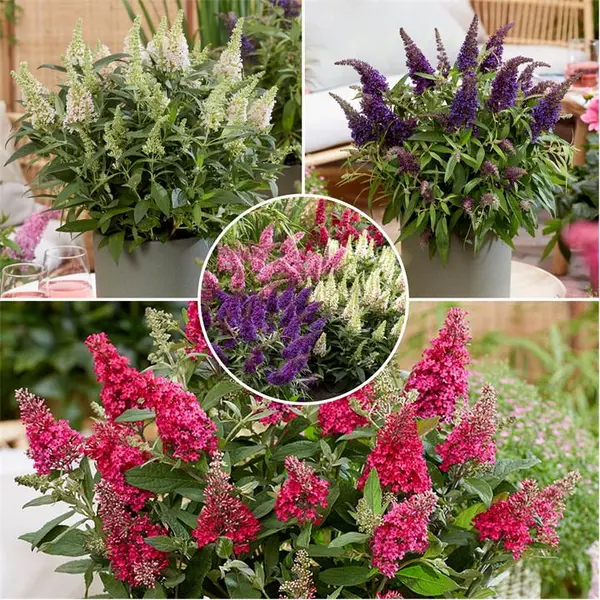 Image of YouGarden Buddleia dav. Butterfly Candy 9cm Mix x3 Trees and Shrubs 3 x 9cm Po Multi 41883699000