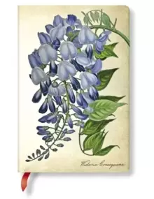 Image of Blooming Wisteria