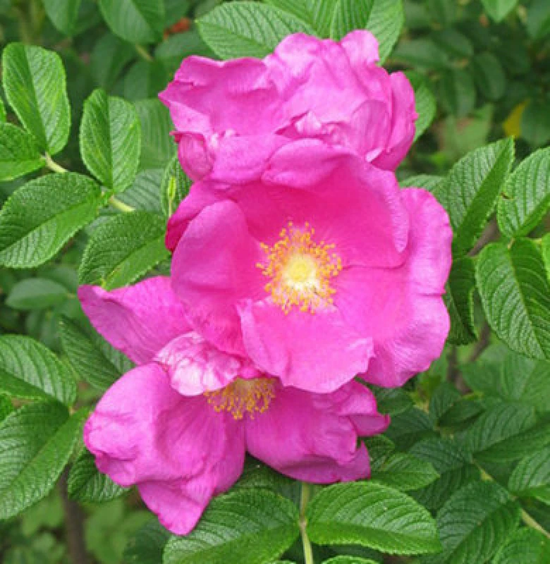 Image of Inspirational Gifting 1-2ft Hedging Rose (Rosa Rugosa) Bare Root Hedging Plants Tree Sapling - Pack Of 10