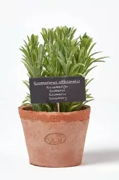 Image of Artificial Rosemary Plant in Decorative Pot