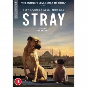 Image of Stray - DVD