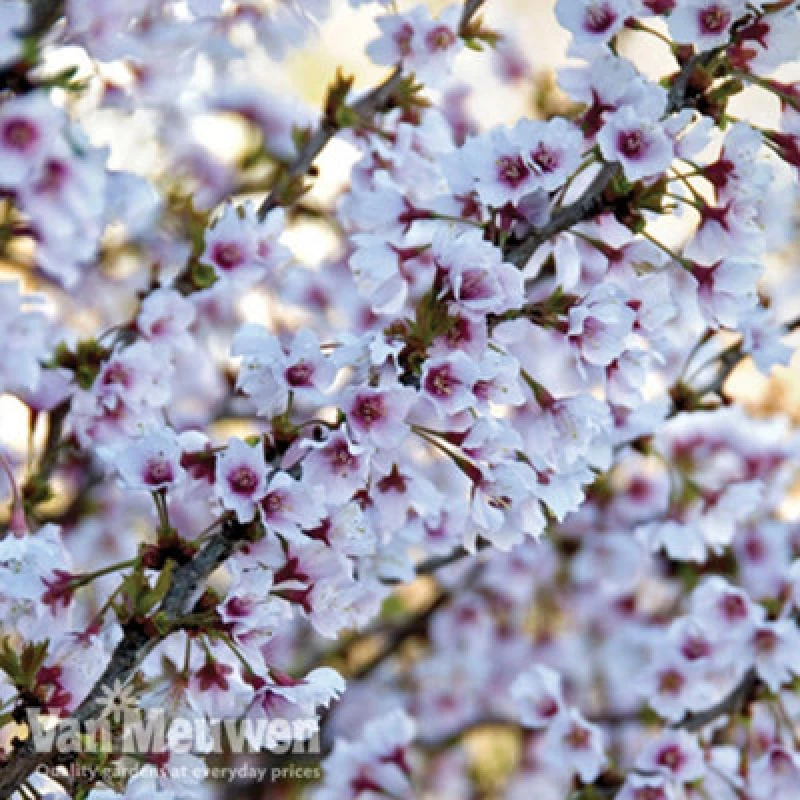 Image of Thompson & Morgan Prunus Incisa Kojo-No-Mai 3.6 Litre Potted Plant X 1