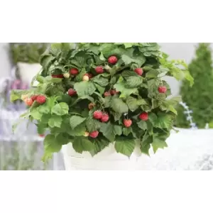 Image of Thompson & Morgan Thompson and Morgan Raspberry (Rubus idaeus) Yummy 12cm Pot x 1