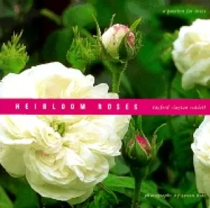 Image of heirloom roses