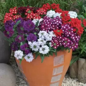 image of YouGarden Verbena 'Quartz' Mix Garden Ready Plants