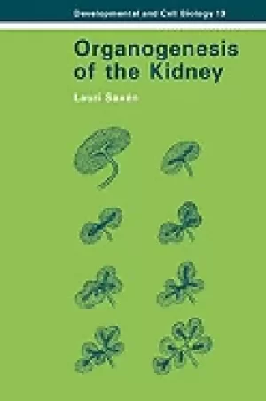 Image of organogenesis of the kidney