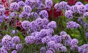 Image of Perennial Verbena Buenos Aires Potted Plants, One, Purple