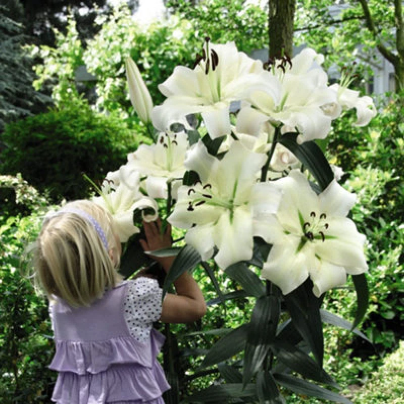 Image of Thompson & Morgan Lily Pretty Woman 5 Bulbs + 5 Packets Of Flower Seeds