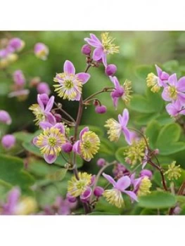 Image of Thalictrum Rochebruneanum 9Cm Set Of 3