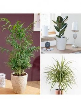 Image of Foliage Houseplant Mix 3 X 12Cm