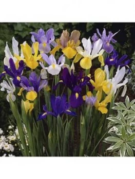 Image of Dutch Iris Mixed X 100 Bulbs
