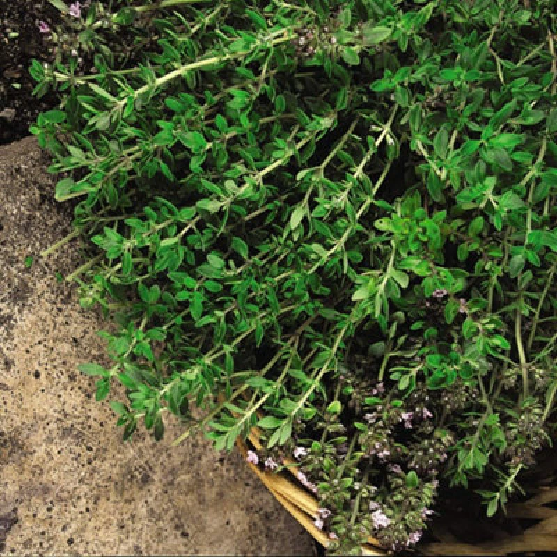 Image of Thompson & Morgan Herb Thyme Old English 1 Seed Packet