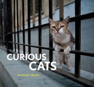 Image of Curious Cats by Mitsuaki Iwago Hardback