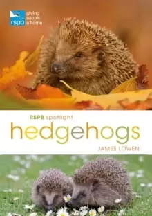 Image of RSPB Spotlight Hedgehogs