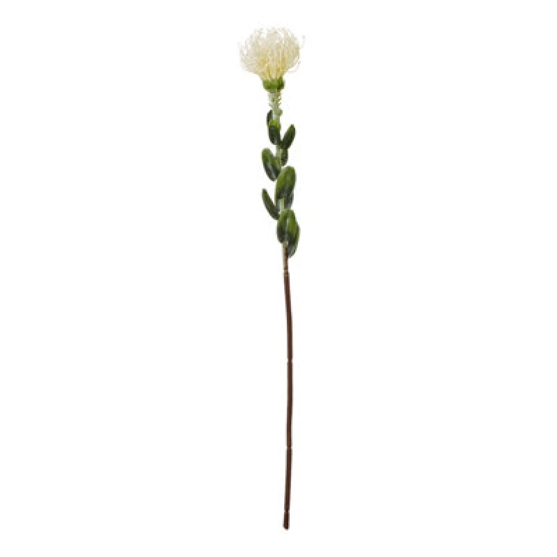 Image of Cream Pincushion Protea Spray