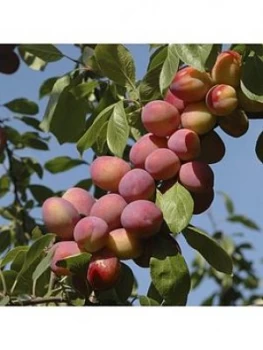 Image of Plum Tree 'Victoria' 5L Pot 1M Tall