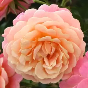 Image of Yougarden Climbing Rose Peach Melba Bare Root