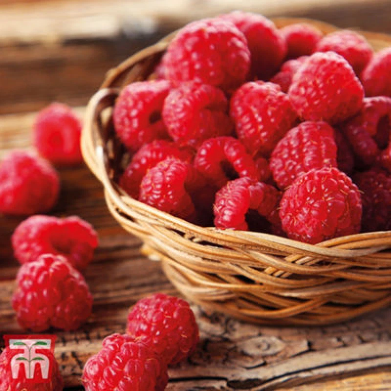 Image of Thompson & Morgan Raspberry (Rubus Idaeus) Autumn Bliss 3 Canes - Grow Your Own Fruit