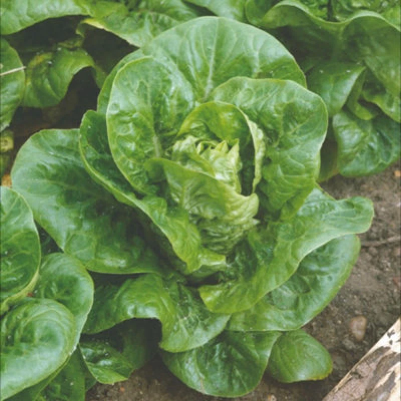 Image of Thompson & Morgan Little Gem Cos Lettuce Seeds - Early Sweet Crisp Salad Variety - Rhs Award Winner - 350 Seeds