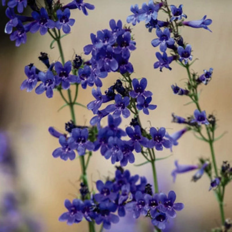 Image of Thompson & Morgan Penstemon Heterophyllus True Blue 1 Seed Packet (40 Seeds)