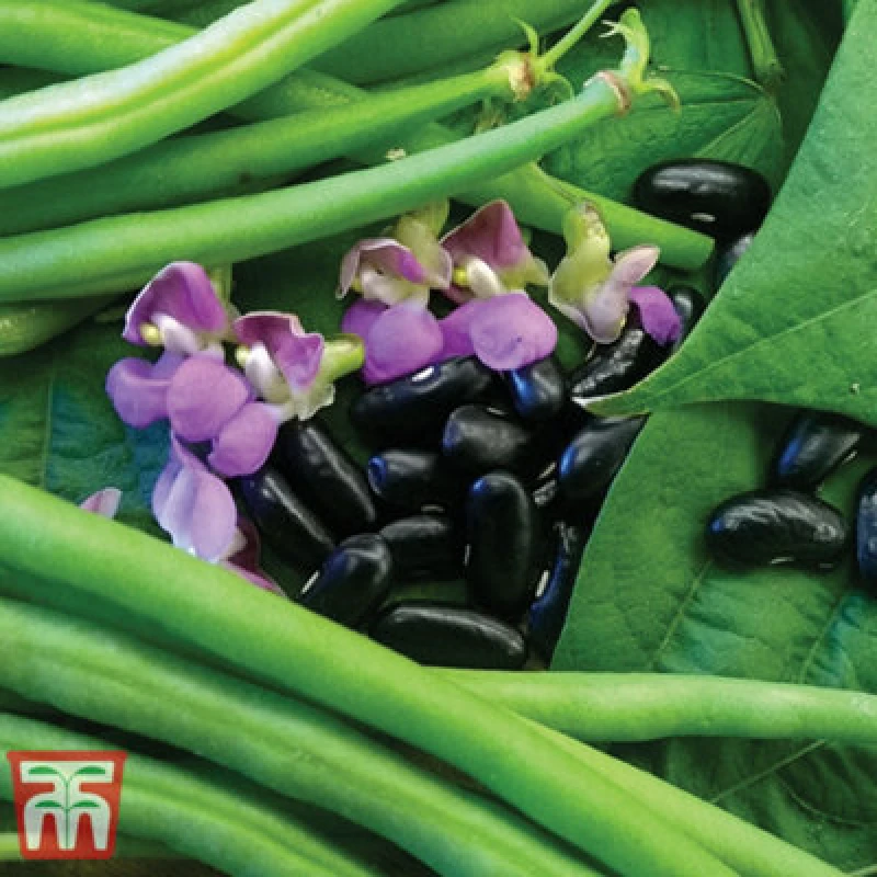 Image of Thompson & Morgan Bean Dwarf Nautica 1 Seed Packet (100 Seeds)