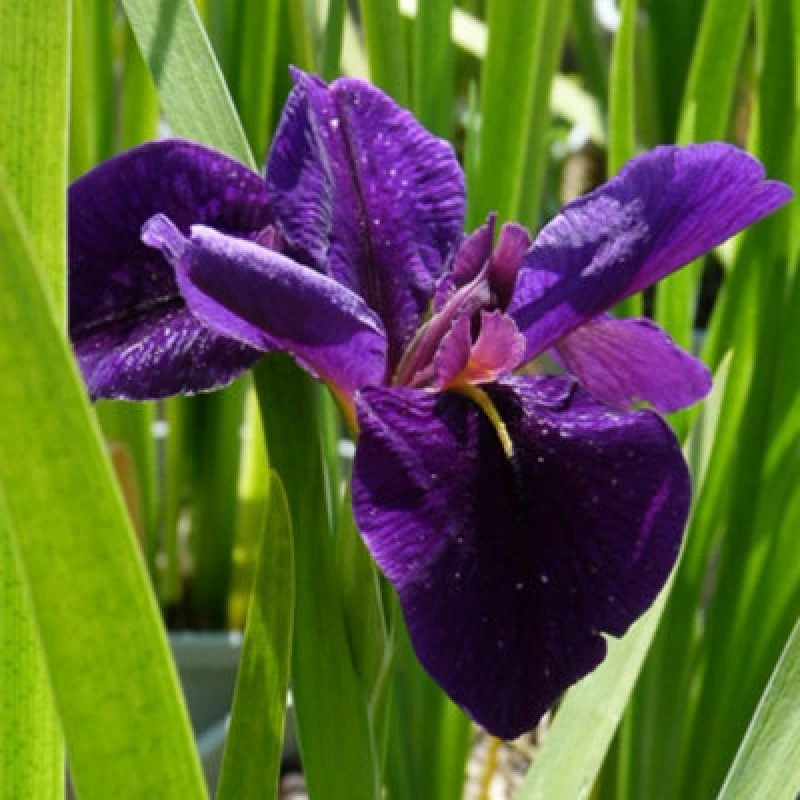 Image of Thompson & Morgan Iris Louisiana Black Gamecock 9Cm Potted Plant X 1
