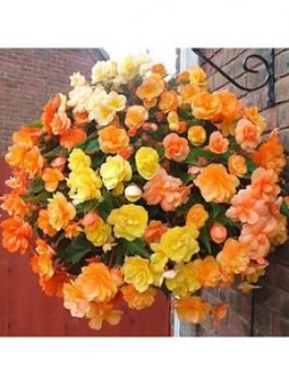 Begonia Apricot Shades 20 Garden Ready Plants