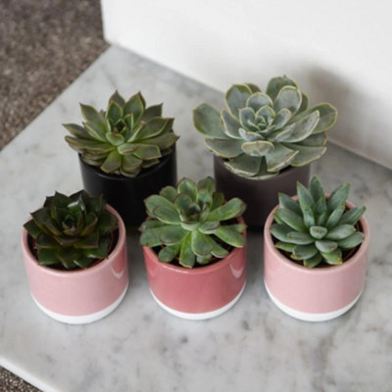 Image of Thompson & Morgan Houseplant Echeveria Mix 5.5Cm Pot X 3