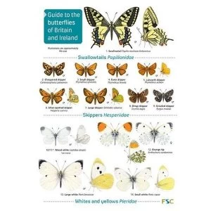 Image of Guide to the butterflies of Britain and Ireland Paperback / softback 2019