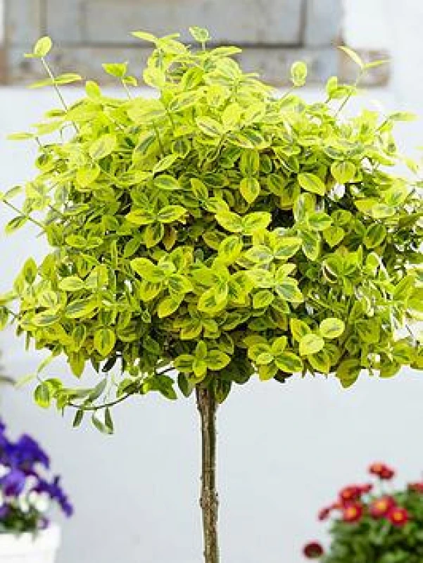 Image of You Garden Pair Of Euonymus Emerald 'N' Gold Standards One Colour WFHUL Unisex