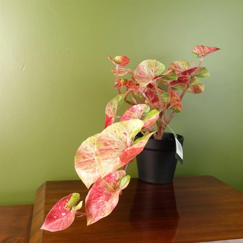 Image of Leaf 35cm Artificial Trailing Hanging Plant Realistic Pink Splash Caladium Green unisex