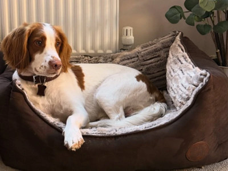 Image of Snug & Cosy Pets Snug And Cosy Pets Novara Brown Rectangle Bed 21"