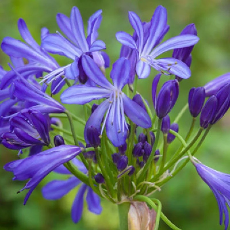 Image of Thompson & Morgan Agapanthus African Skies 9Cm Potted Plant X 1