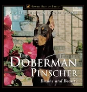 Image of doberman pinscher brains and beauty