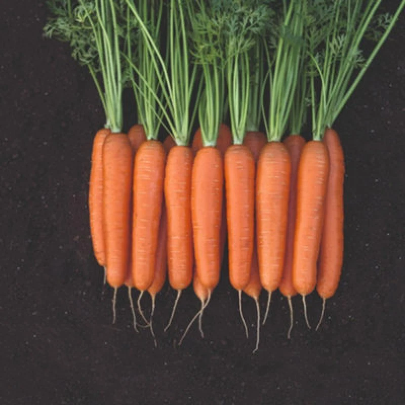 Image of Thompson & Morgan F1 Bangor Carrot Seeds Hardy Maincrop Heavy Yield Resists Greening & Cracking Easy Grow (150 Seeds)