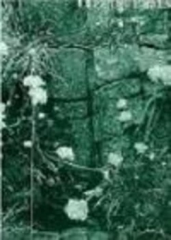 Image of Selected Poems 1965-1993 by Clive Wilmer Book