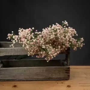 Image of Pink Babys Breath Gypsophilia