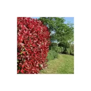 Image of Photinia 'Red Robin' 9cm