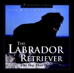 Image of labrador retriever the dog that does it all