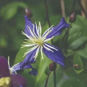 Image of Thompson & Morgan Clematis Aromatica 7cm Pot x 1