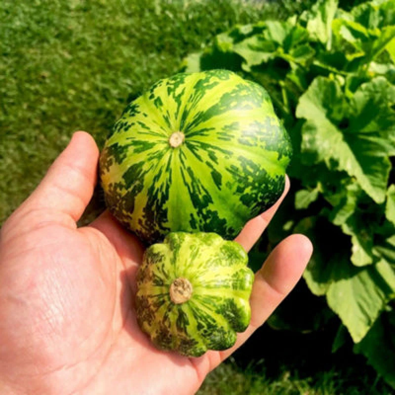 Image of Patty Pan Squash Green Disc F1 Seeds High-Yielding Compact Plants Kew Veg Collection 1 X Packet 25 Seeds By Thompson & Morgan