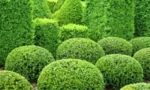 Image of Buxus Sempervirens Box Hedging 9cm Pot, 10 Plants, Green